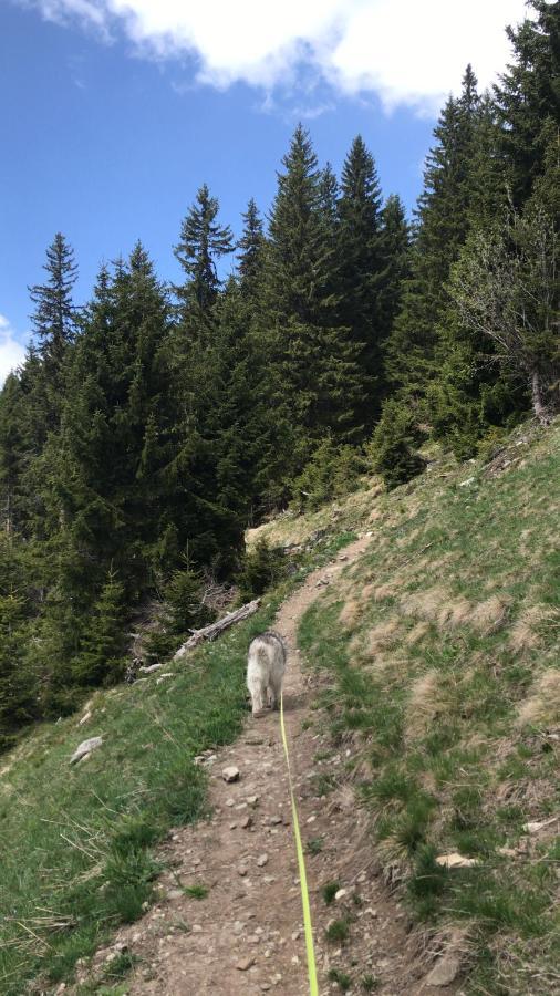Ferienwohnung Uf Z'Enisch Klosters Exteriör bild